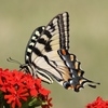 Swallowtail (Instrumental) Main Image